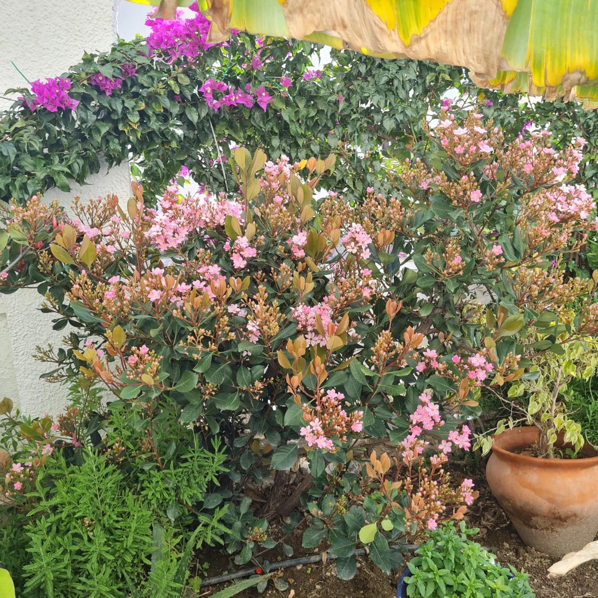 Appartement Casa Jazmin Nerja